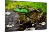 Fat Bull Frog Lords over Connecticut Water-Daniel Gambino-Mounted Photographic Print