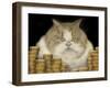 Fat Cat-J Hovenstine Studios-Framed Giclee Print