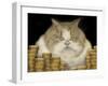 Fat Cat-J Hovenstine Studios-Framed Giclee Print