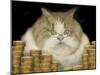 Fat Cat-J Hovenstine Studios-Mounted Giclee Print