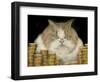 Fat Cat-J Hovenstine Studios-Framed Premium Giclee Print