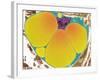 Fat Cell, TEM-Steve Gschmeissner-Framed Photographic Print