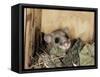 Fat Dormouse in Bird Nestbox, Switzerland-Rolf Nussbaumer-Framed Stretched Canvas