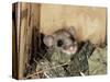 Fat Dormouse in Bird Nestbox, Switzerland-Rolf Nussbaumer-Stretched Canvas