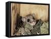 Fat Dormouse in Bird Nestbox, Switzerland-Rolf Nussbaumer-Framed Stretched Canvas