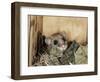 Fat Dormouse in Bird Nestbox, Switzerland-Rolf Nussbaumer-Framed Premium Photographic Print