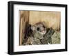 Fat Dormouse in Bird Nestbox, Switzerland-Rolf Nussbaumer-Framed Premium Photographic Print