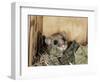 Fat Dormouse in Bird Nestbox, Switzerland-Rolf Nussbaumer-Framed Premium Photographic Print