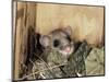 Fat Dormouse in Bird Nestbox, Switzerland-Rolf Nussbaumer-Mounted Premium Photographic Print