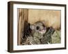 Fat Dormouse in Bird Nestbox, Switzerland-Rolf Nussbaumer-Framed Photographic Print