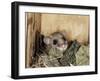 Fat Dormouse in Bird Nestbox, Switzerland-Rolf Nussbaumer-Framed Photographic Print