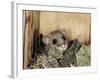 Fat Dormouse in Bird Nestbox, Switzerland-Rolf Nussbaumer-Framed Photographic Print