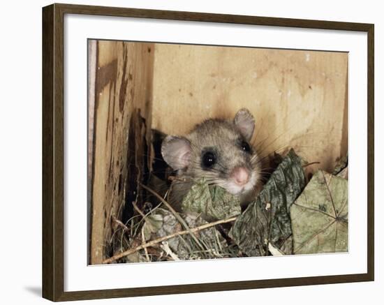 Fat Dormouse in Bird Nestbox, Switzerland-Rolf Nussbaumer-Framed Photographic Print