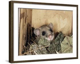 Fat Dormouse in Bird Nestbox, Switzerland-Rolf Nussbaumer-Framed Photographic Print