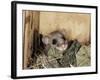 Fat Dormouse in Bird Nestbox, Switzerland-Rolf Nussbaumer-Framed Photographic Print