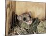 Fat Dormouse in Bird Nestbox, Switzerland-Rolf Nussbaumer-Mounted Photographic Print