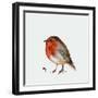 Fat Robin, 2017-Nancy Moniz Charalambous-Framed Giclee Print