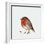 Fat Robin, 2017-Nancy Moniz Charalambous-Framed Giclee Print