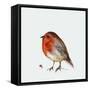 Fat Robin, 2017-Nancy Moniz Charalambous-Framed Stretched Canvas