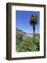 Fataga, Gran Canaria, Canary Islands, Spain, Atlantic, Europe-Markus Lange-Framed Photographic Print