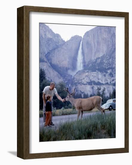Father and Son Feeding a Wild Deer in Yosemite National Park with Yosemite Falls in the Background-Ralph Crane-Framed Photographic Print