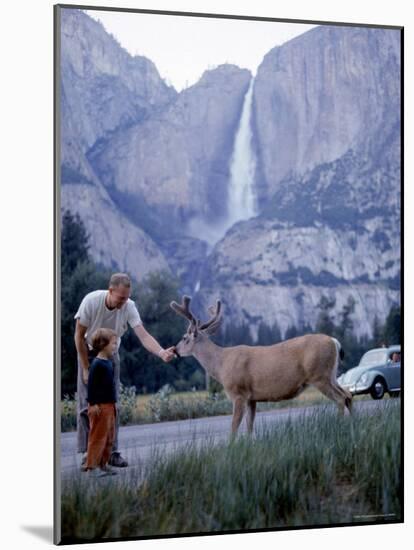 Father and Son Feeding a Wild Deer in Yosemite National Park with Yosemite Falls in the Background-Ralph Crane-Mounted Photographic Print