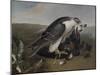 Faucon dévorant un oiseau.-Nicasius Bernaerts-Mounted Giclee Print