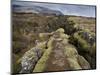 Fault in the Landscape at Thingvellir National Park Near Reykjavik, Iceland-Lee Frost-Mounted Photographic Print