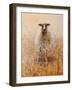 Favourite Ewe-Lincoln Seligman-Framed Giclee Print