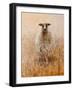 Favourite Ewe-Lincoln Seligman-Framed Giclee Print