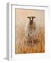 Favourite Ewe-Lincoln Seligman-Framed Giclee Print