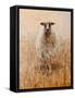Favourite Ewe-Lincoln Seligman-Framed Stretched Canvas