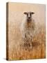 Favourite Ewe-Lincoln Seligman-Stretched Canvas
