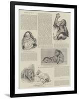 Favourites at the Zoo-null-Framed Giclee Print