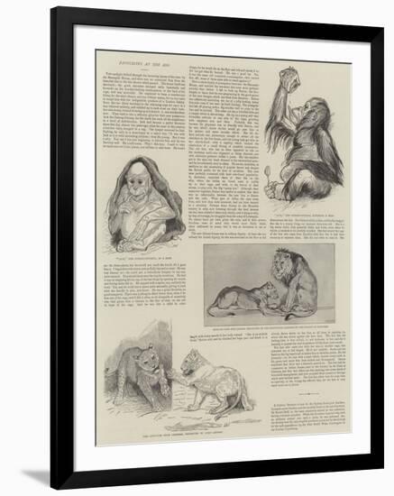 Favourites at the Zoo-null-Framed Giclee Print