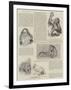 Favourites at the Zoo-null-Framed Giclee Print