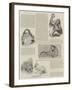 Favourites at the Zoo-null-Framed Giclee Print