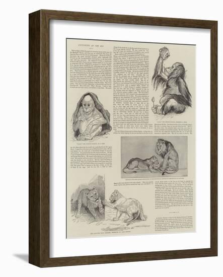 Favourites at the Zoo-null-Framed Giclee Print