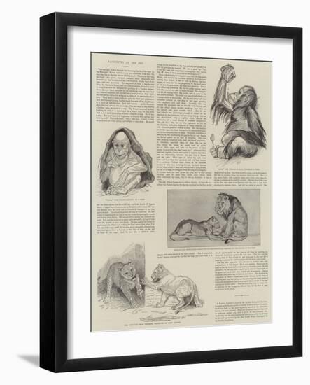 Favourites at the Zoo-null-Framed Giclee Print