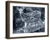 Fawn 2-Gordon Semmens-Framed Photographic Print