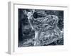 Fawn 2-Gordon Semmens-Framed Photographic Print