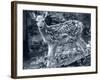 Fawn 2-Gordon Semmens-Framed Photographic Print