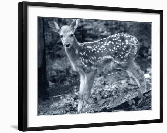 Fawn 2-Gordon Semmens-Framed Photographic Print