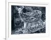 Fawn 2-Gordon Semmens-Framed Photographic Print