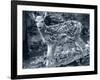 Fawn 2-Gordon Semmens-Framed Photographic Print