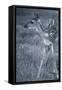 Fawn 3-Gordon Semmens-Framed Stretched Canvas