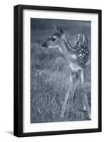 Fawn 3-Gordon Semmens-Framed Photographic Print