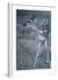 Fawn 3-Gordon Semmens-Framed Photographic Print