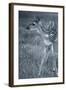 Fawn 3-Gordon Semmens-Framed Photographic Print