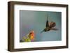 Fawn-breasted brilliant hummingbird.-Ken Archer-Framed Photographic Print